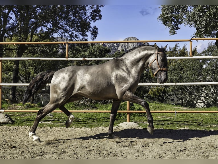 Lusitano Stallion 3 years 15,2 hh Grullo in MADRID