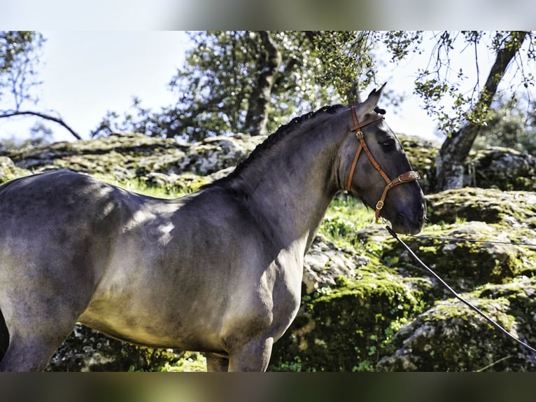 Lusitano Stallion 3 years 15,2 hh Grullo in MADRID