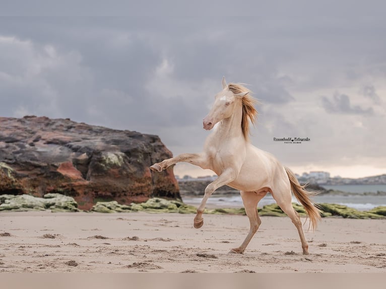 Lusitano Stallion 3 years 15,2 hh Perlino in Rio Maior