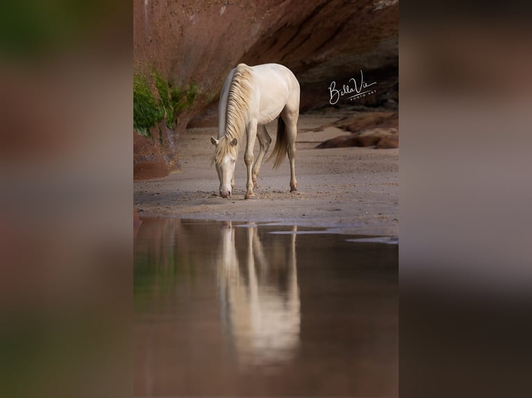 Lusitano Stallion 3 years 15,2 hh Perlino in Rio Maior