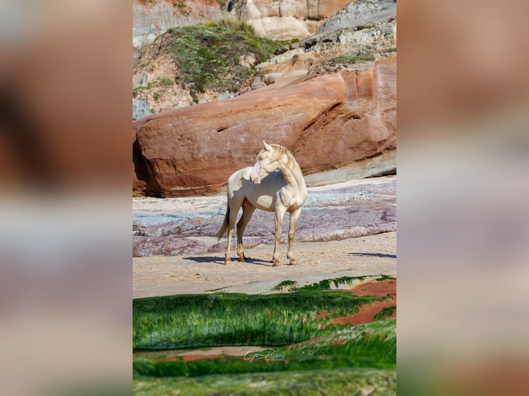 Lusitano Stallion 3 years 15,2 hh Perlino in Rio Maior