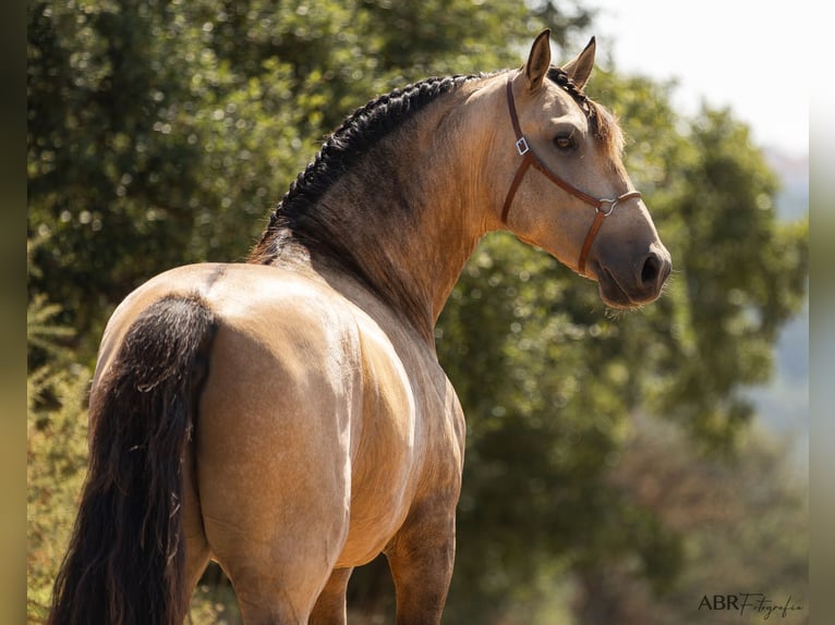 Lusitano Stallion 3 years 15,3 hh Buckskin in Caldas da Rainha