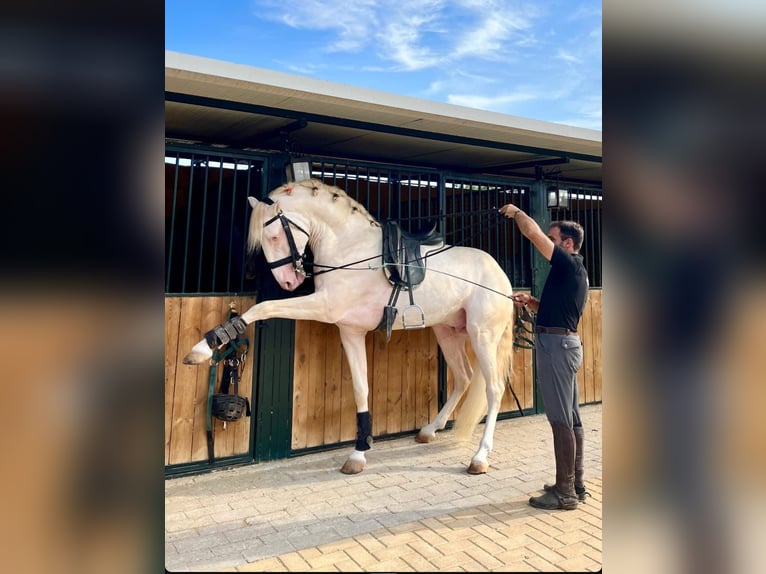 Lusitano Stallion 3 years 15,3 hh Cremello in Martfeld