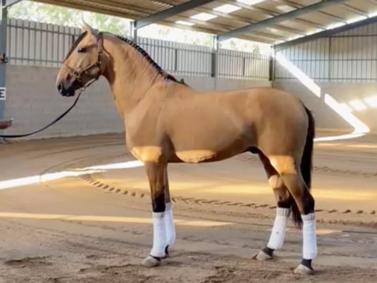 Lusitano Stallion 3 years 15,3 hh Dun in Navas Del Madro&#xF1;o