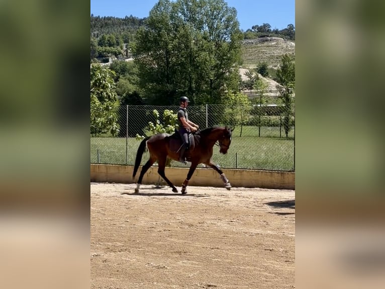Lusitano Stallion 3 years 16.1 hh Brown in Amarante