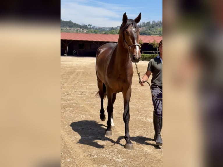 Lusitano Stallion 3 years 16.1 hh Brown in Amarante