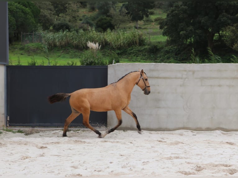 Lusitano Stallion 3 years 16,1 hh Dun in Rio Maior