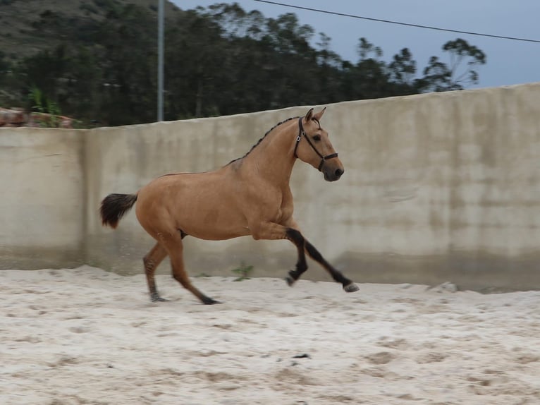 Lusitano Stallion 3 years 16,1 hh Dun in Rio Maior