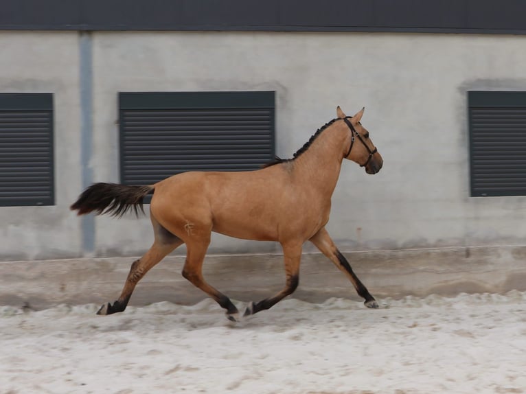 Lusitano Stallion 3 years 16,1 hh Dun in Rio Maior