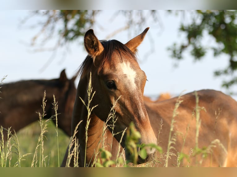 Lusitano Stallion 3 years 16,1 hh Gray in Bogen