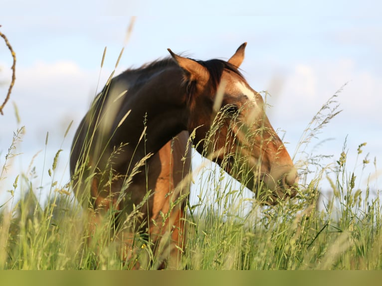 Lusitano Stallion 3 years 16,1 hh Gray in Bogen