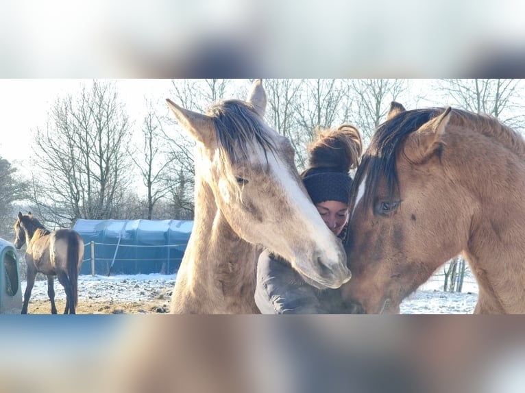 Lusitano Stallion 3 years 16.1 hh Grey in Postfeld
