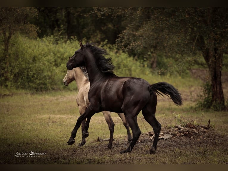 Lusitano Mix Stallion 3 years 16.2 hh Black in Rio Maior