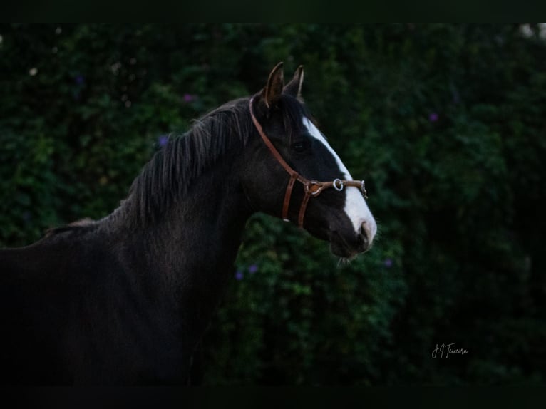 Lusitano Mix Stallion 3 years 16.2 hh Black in Rio Maior