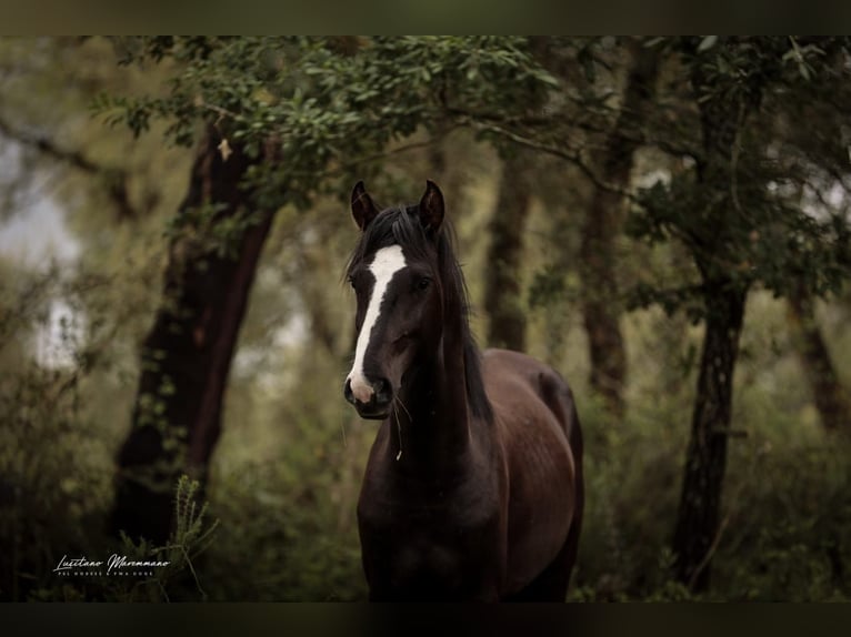 Lusitano Mix Stallion 3 years 16.2 hh Black in Rio Maior
