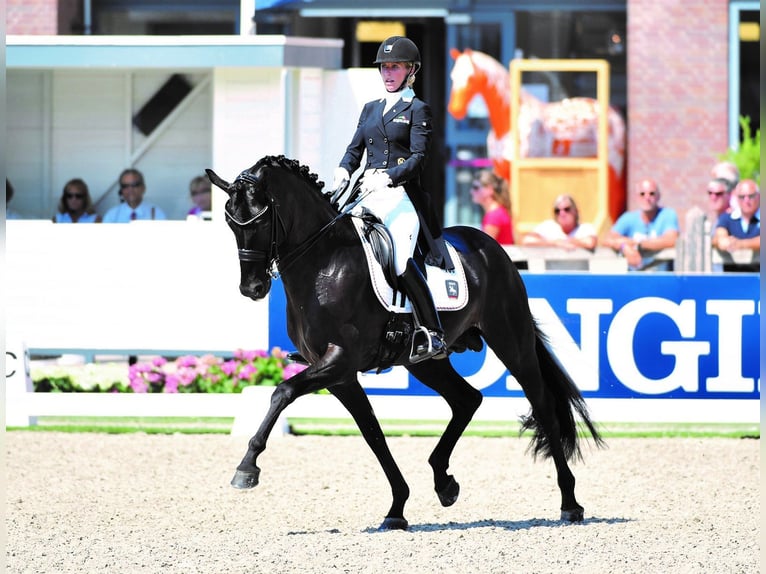 Lusitano Mix Stallion 3 years 16.2 hh Grey-Dark-Tan in Brandenburg an der Havel