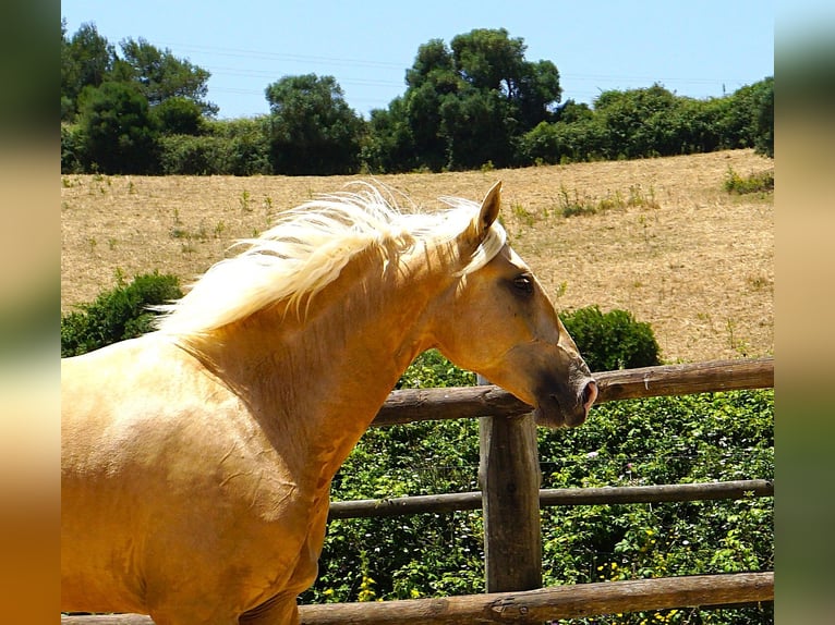 Lusitano Stallion 3 years 16.2 hh Palomino in Ribamar