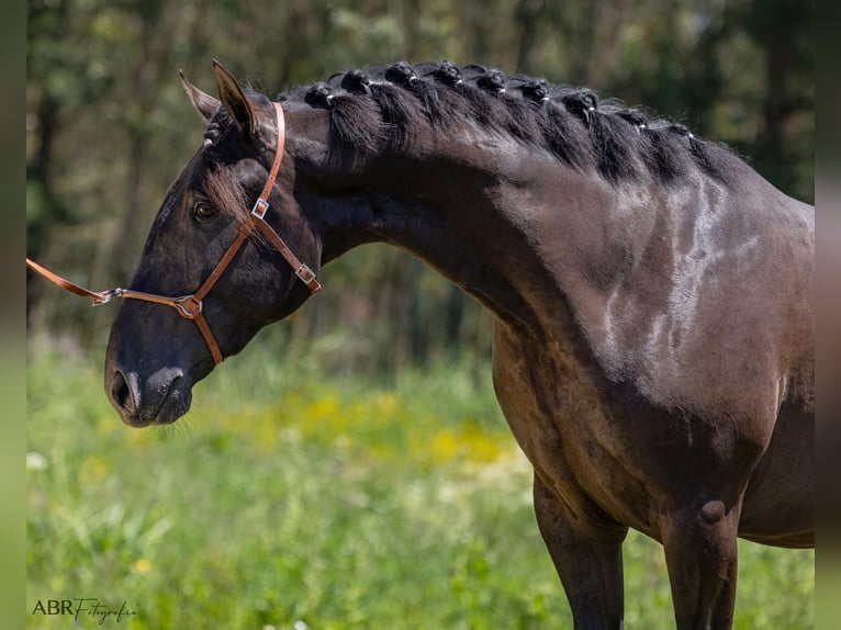 Lusitano Stallion 3 years 16 hh Black in Caldas da Rainha