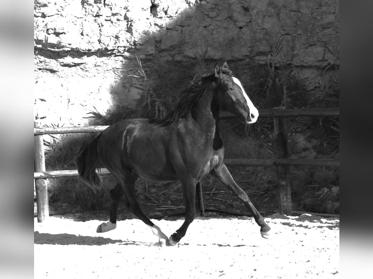 Lusitano Stallion 3 years 16 hh Buckskin in Ribamar