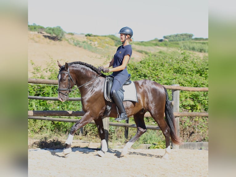 Lusitano Stallion 3 years 16 hh Buckskin in Ribamar