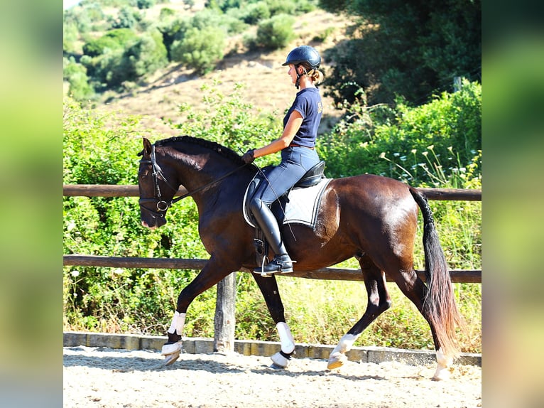 Lusitano Stallion 3 years 16 hh Buckskin in Ribamar
