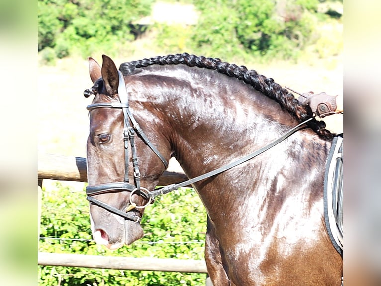 Lusitano Stallion 3 years 16 hh Buckskin in Ribamar