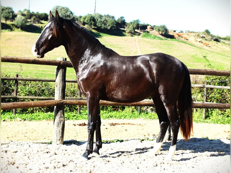 Lusitano Stallion 3 years 16 hh Buckskin in Ribamar