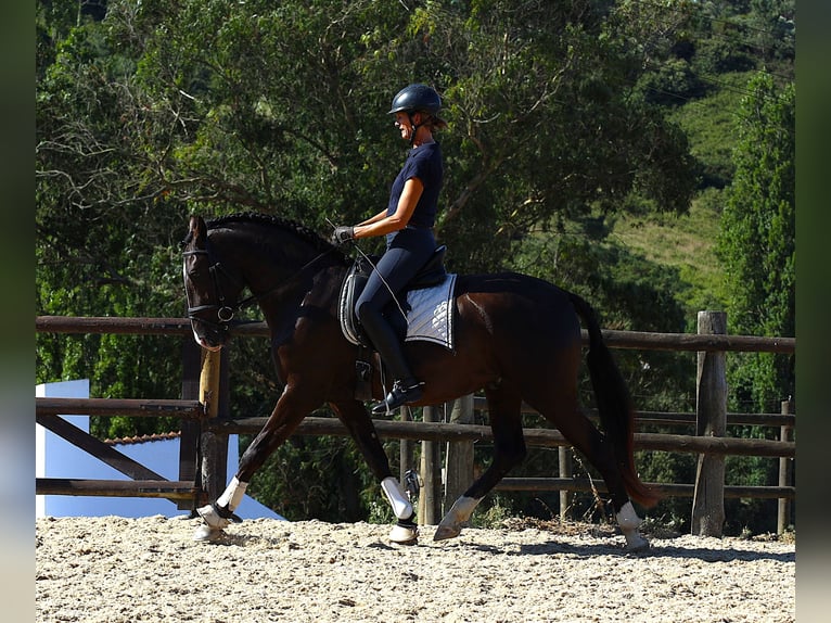 Lusitano Stallion 3 years 16 hh Buckskin in Ribamar
