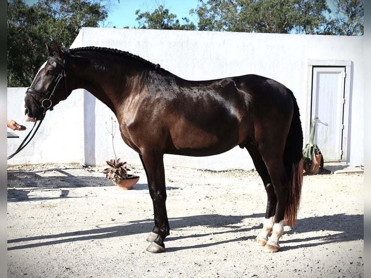Lusitano Stallion 3 years 16 hh Buckskin in Ribamar