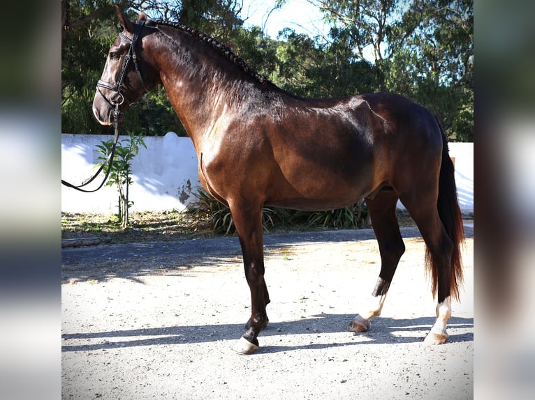 Lusitano Stallion 3 years 16 hh Buckskin in Ribamar