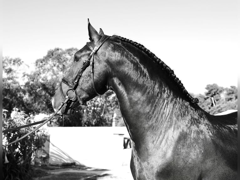 Lusitano Stallion 3 years 16 hh Buckskin in Ribamar
