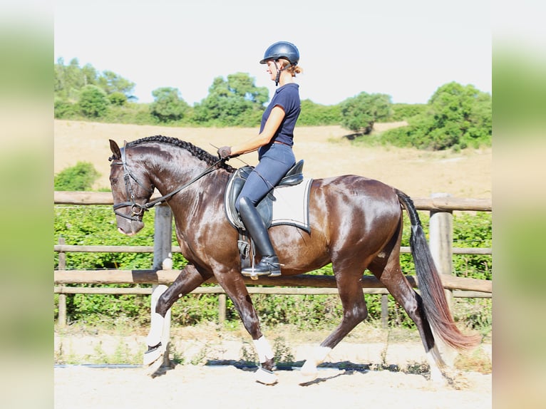 Lusitano Stallion 3 years 16 hh Buckskin in Ribamar