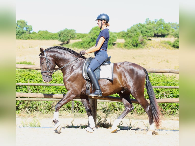 Lusitano Stallion 3 years 16 hh Buckskin in Ribamar