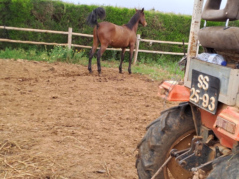 Lusitano Stallion 3 years 16 hh Chestnut-Red in Pera