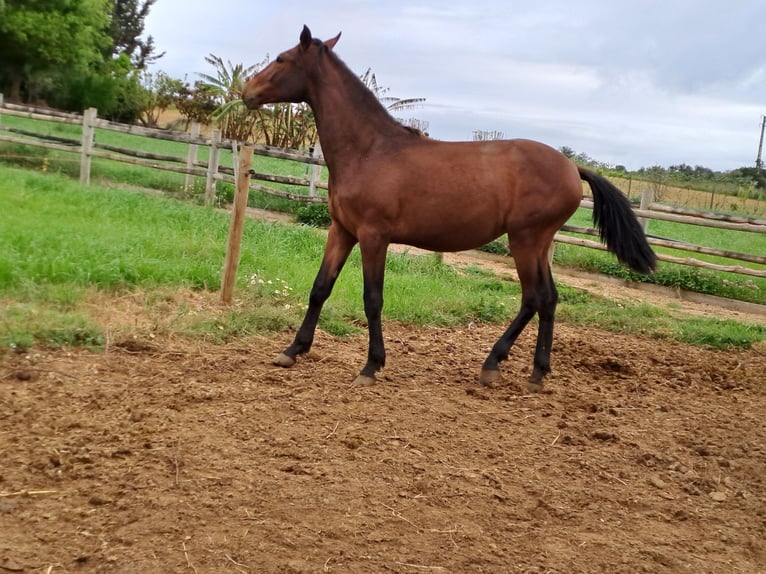Lusitano Stallion 3 years 16 hh Chestnut-Red in Pera