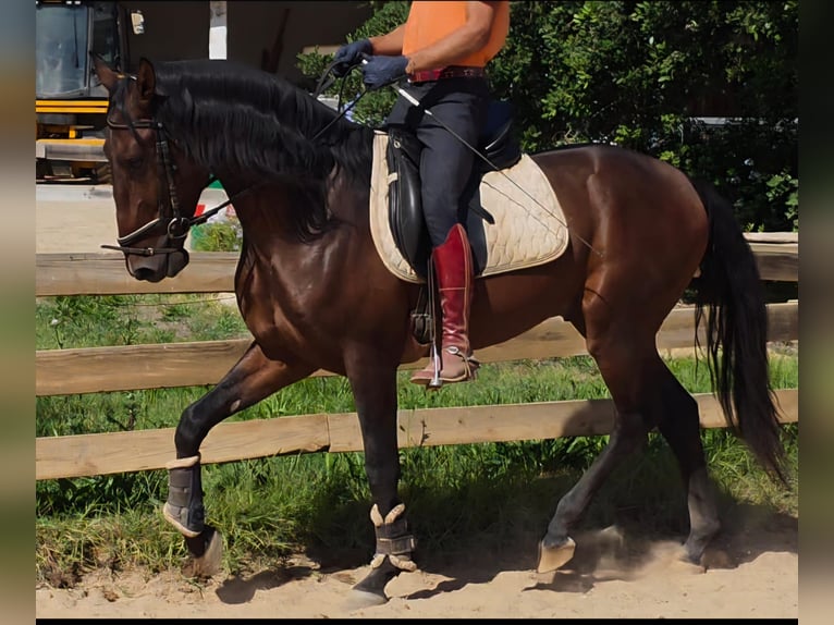 Lusitano Stallion 3 years 16 hh Chestnut-Red in Pera