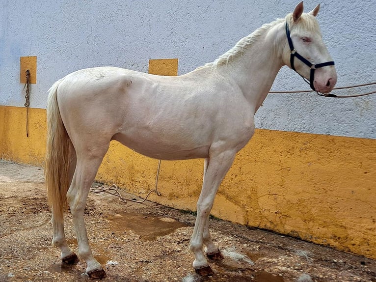 Lusitano Stallion 3 years 16 hh Cremello in Cacéres