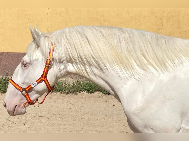 Lusitano Stallion 3 years 16 hh Cremello in Cacéres