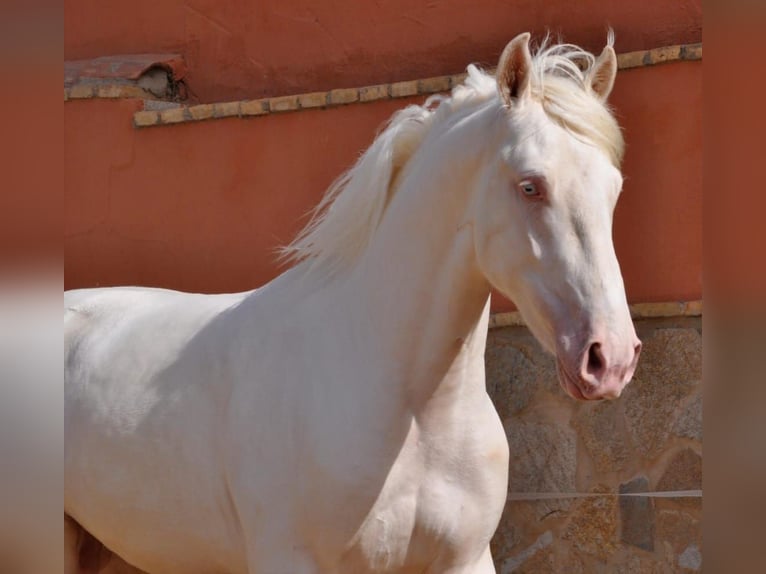 Lusitano Mix Stallion 3 years 16 hh Cremello in Vejer de la Frontera