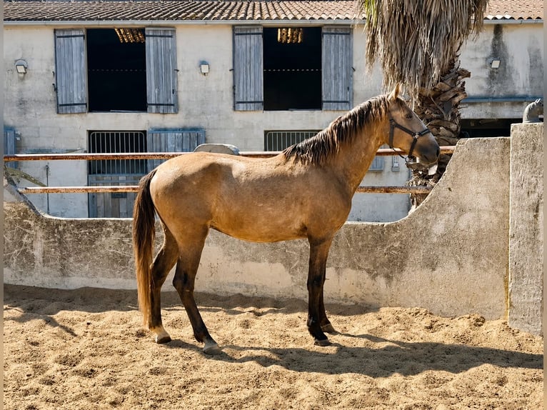 Lusitano Stallion 3 years 16 hh Grey in Bouches du Rhone