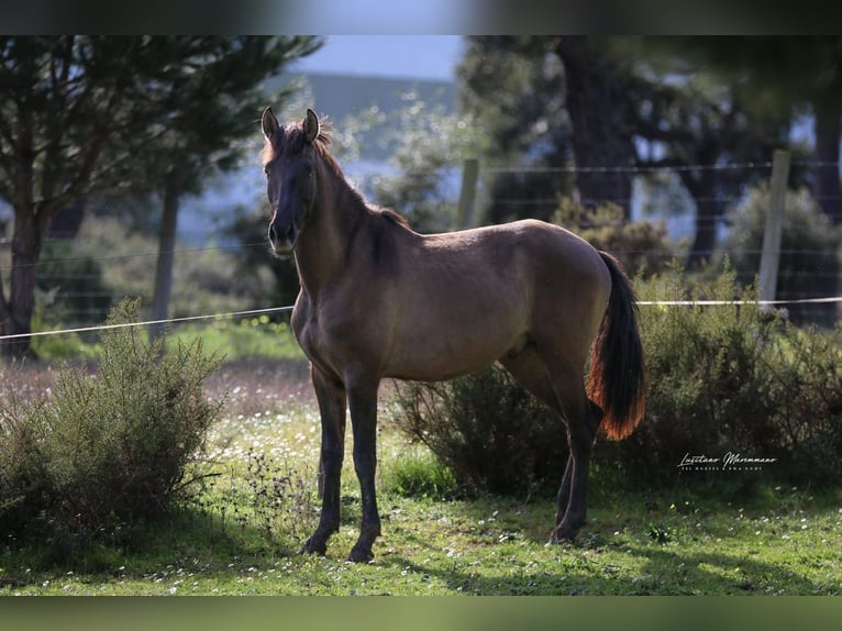 Lusitano Stallion 3 years 16 hh Grullo in Rio-Maior