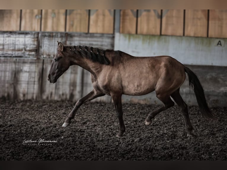 Lusitano Stallion 3 years 16 hh Grullo in Rio-Maior
