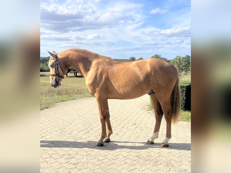 Lusitano Mix Stallion 3 years 16 hh Palomino in Savenay