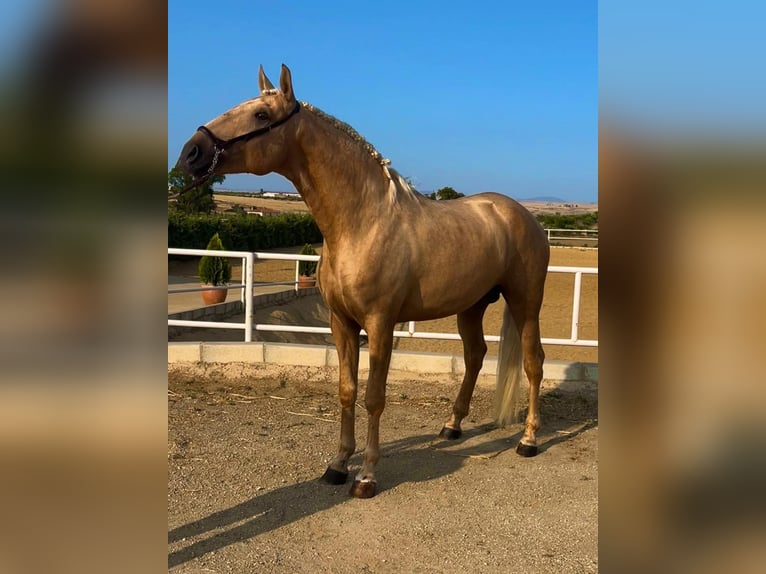 Lusitano Stallion 3 years 16 hh Palomino in Badajoz