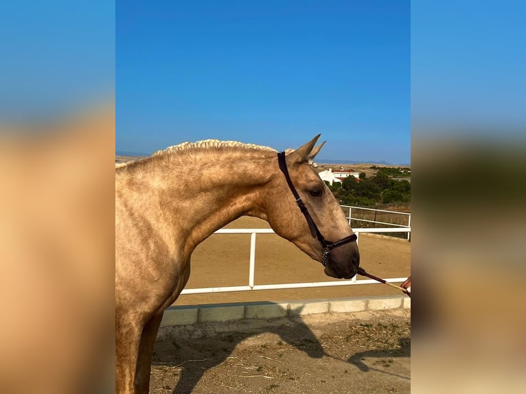 Lusitano Stallion 3 years 16 hh Palomino in Badajoz
