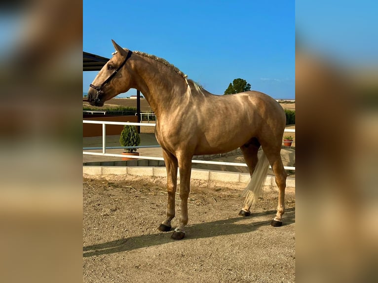 Lusitano Stallion 3 years 16 hh Palomino in Badajoz