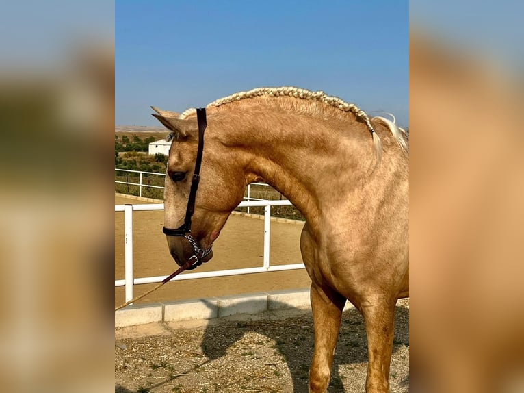 Lusitano Stallion 3 years 16 hh Palomino in Badajoz