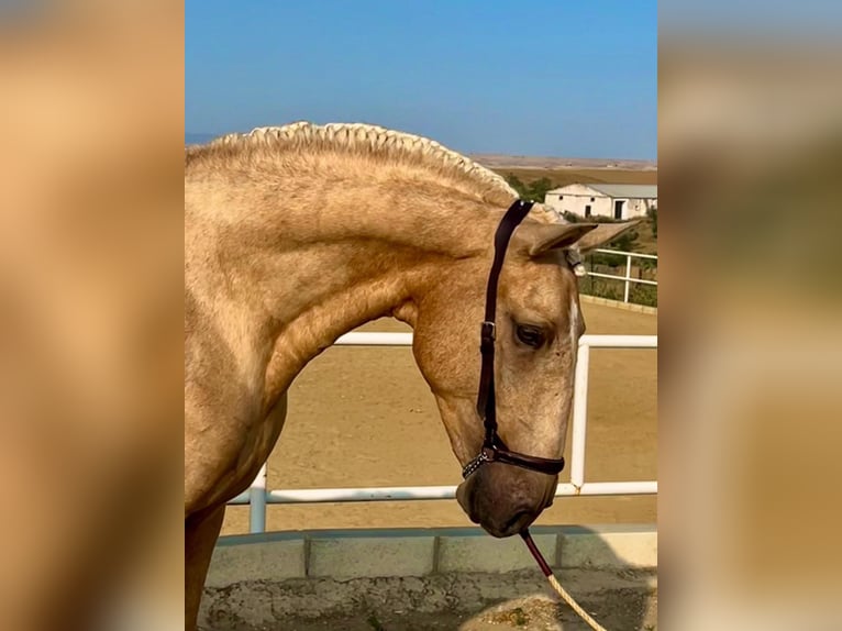 Lusitano Stallion 3 years 16 hh Palomino in Badajoz