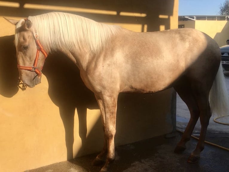 Lusitano Stallion 3 years 16 hh Palomino in Santo Domingo