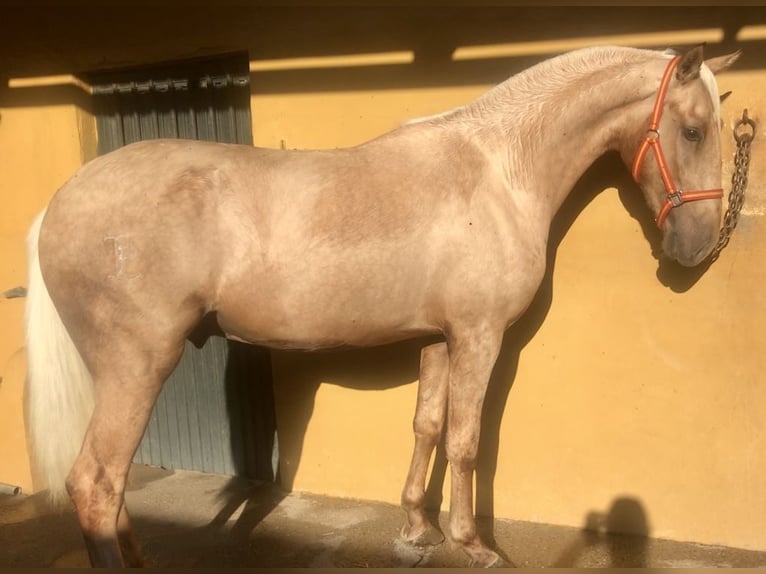 Lusitano Stallion 3 years 16 hh Palomino in Santo Domingo